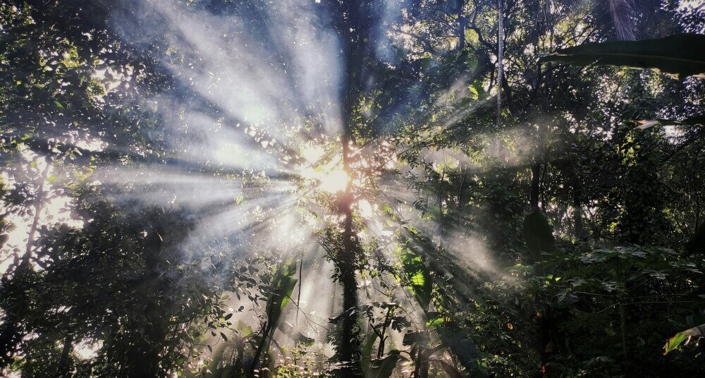 What Is The Meaning Of Enlightenment. Daylight shining through trees